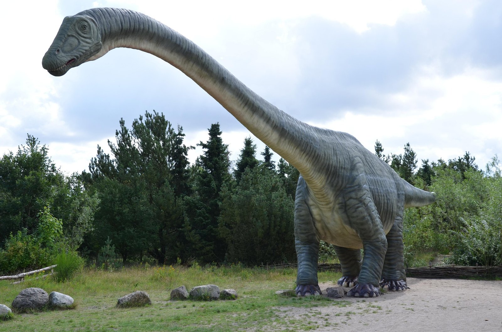 diplodocus