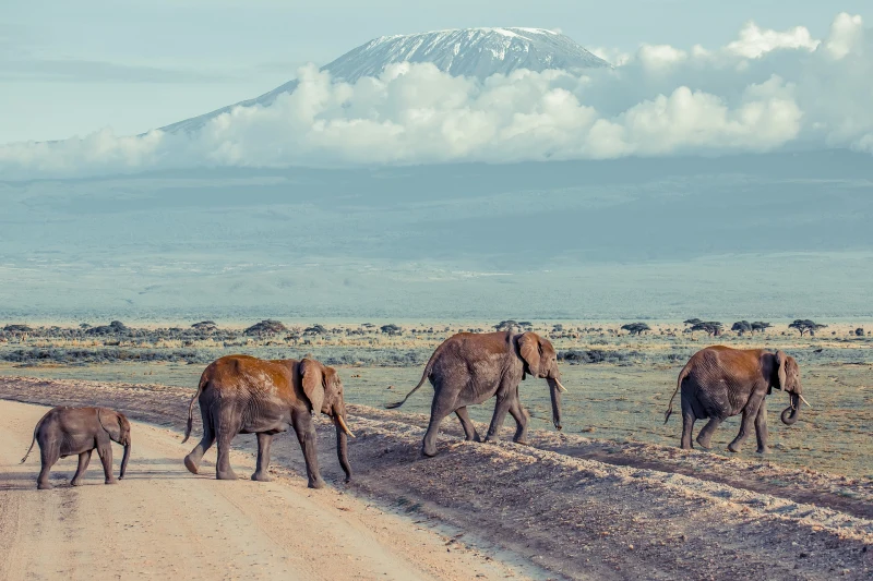 Kilimanjaro