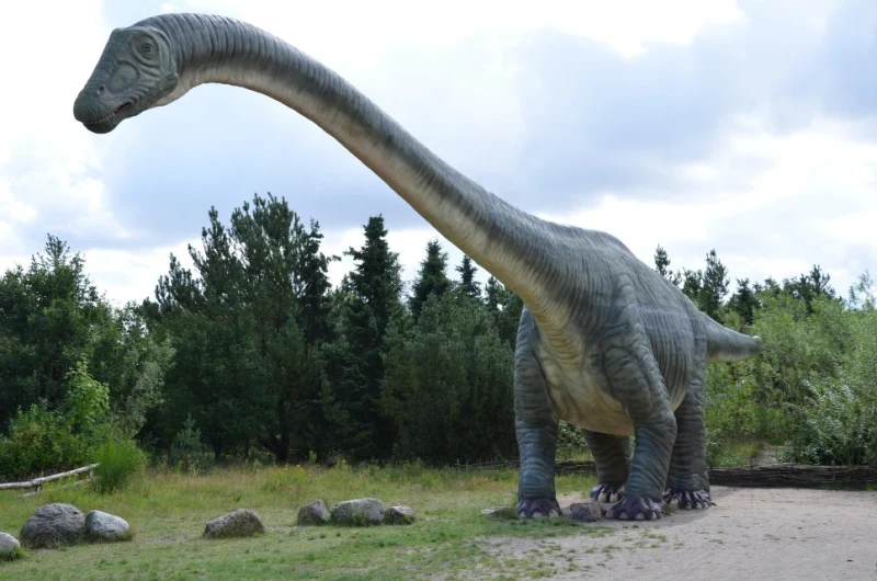 diplodocus