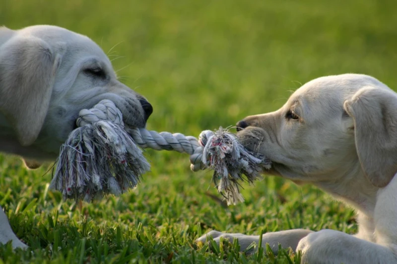 chiens