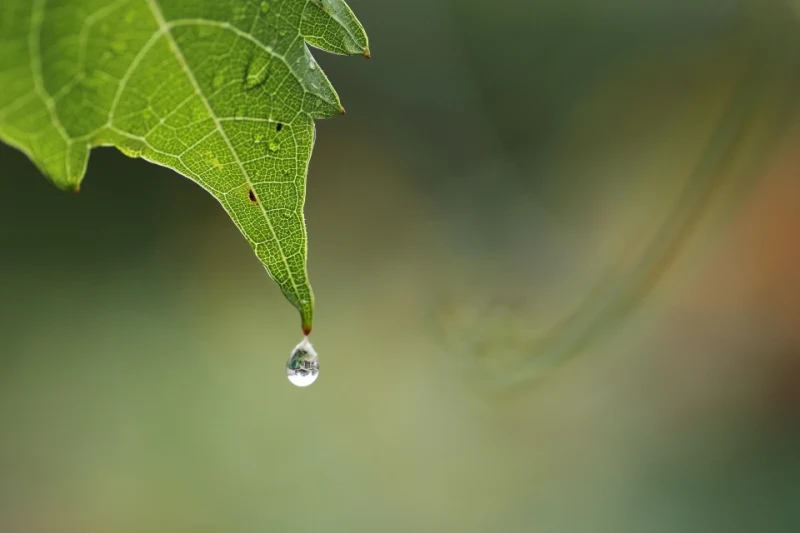 goutte de pluie