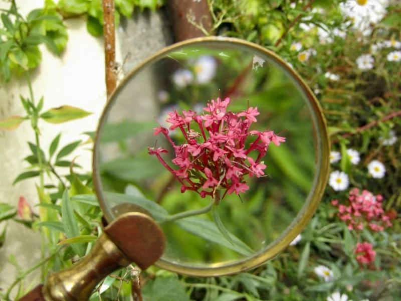 loupe