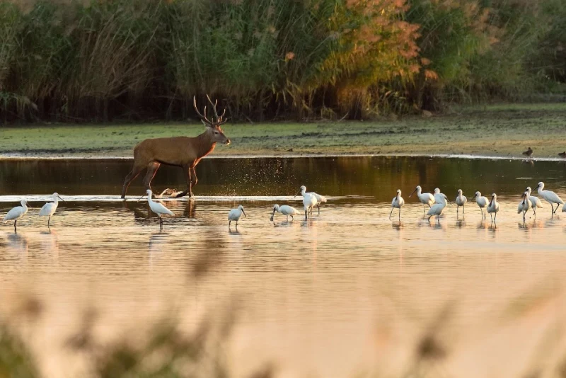 animaux dans l'étang