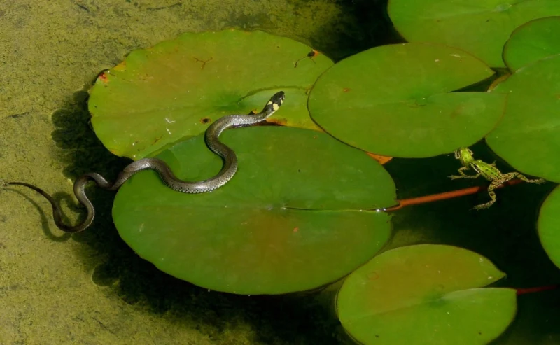 Couleuvre et grenouilles